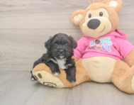 5 week old Aussiechon Puppy For Sale - Premier Pups