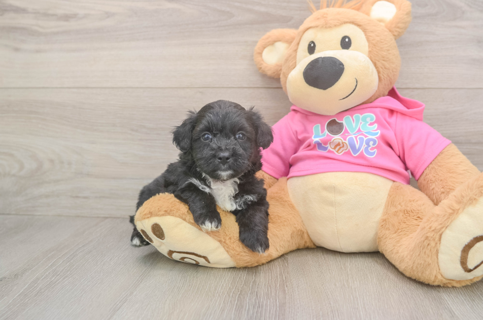 5 week old Aussiechon Puppy For Sale - Premier Pups