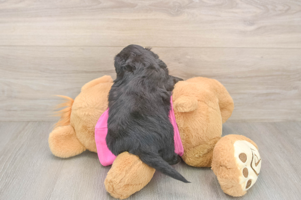 Fluffy Aussiechon Designer Pup