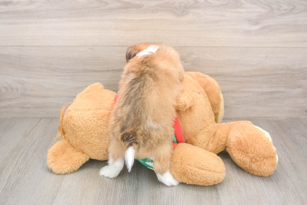 Best Aussiechon Baby