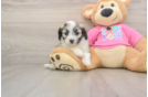 Aussiechon Pup Being Cute