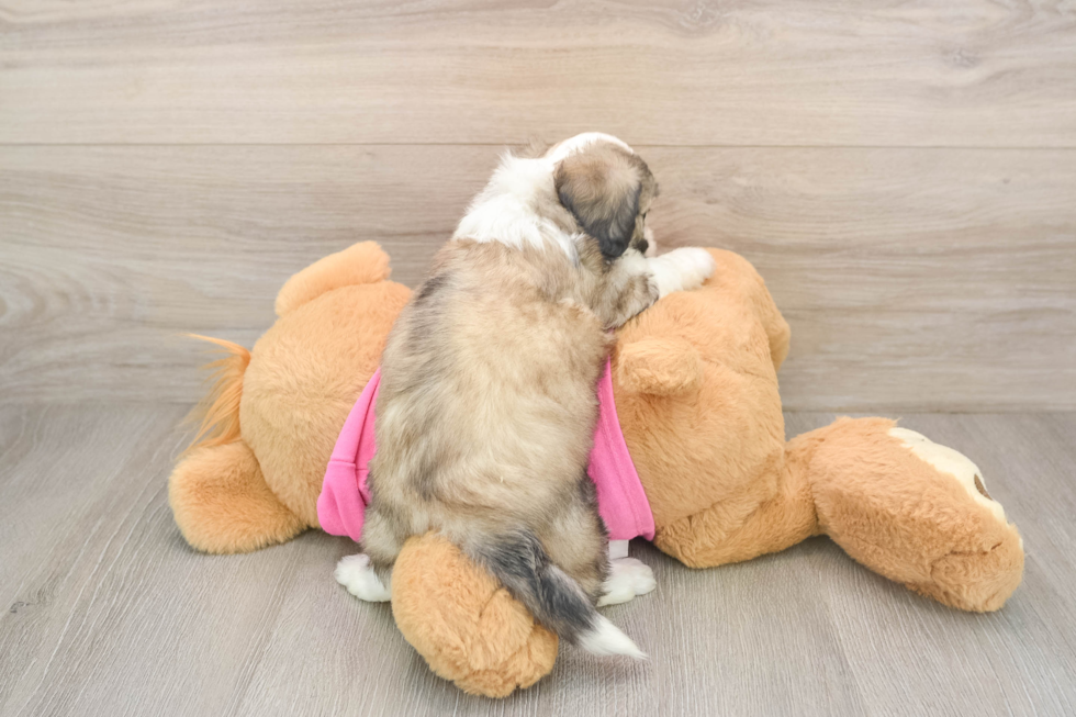 Sweet Aussiechon Baby