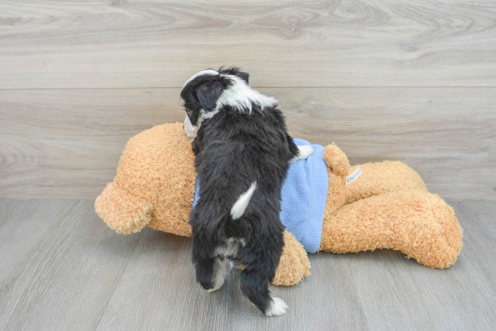 Hypoallergenic Australian Designer Puppy