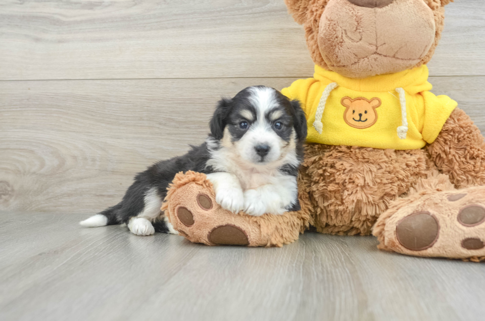 5 week old Aussiechon Puppy For Sale - Premier Pups