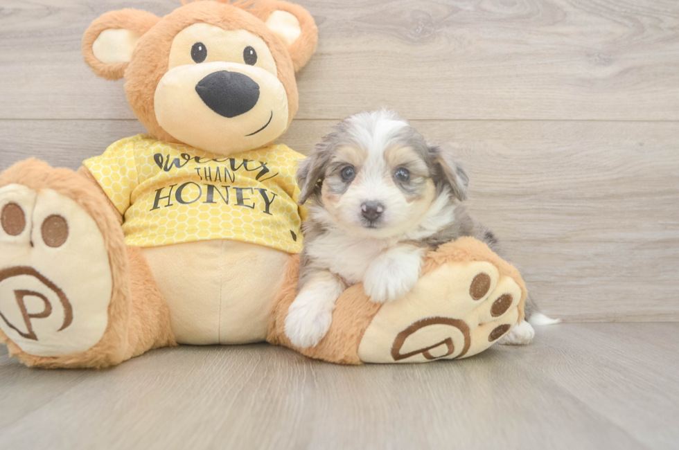 5 week old Aussiechon Puppy For Sale - Premier Pups