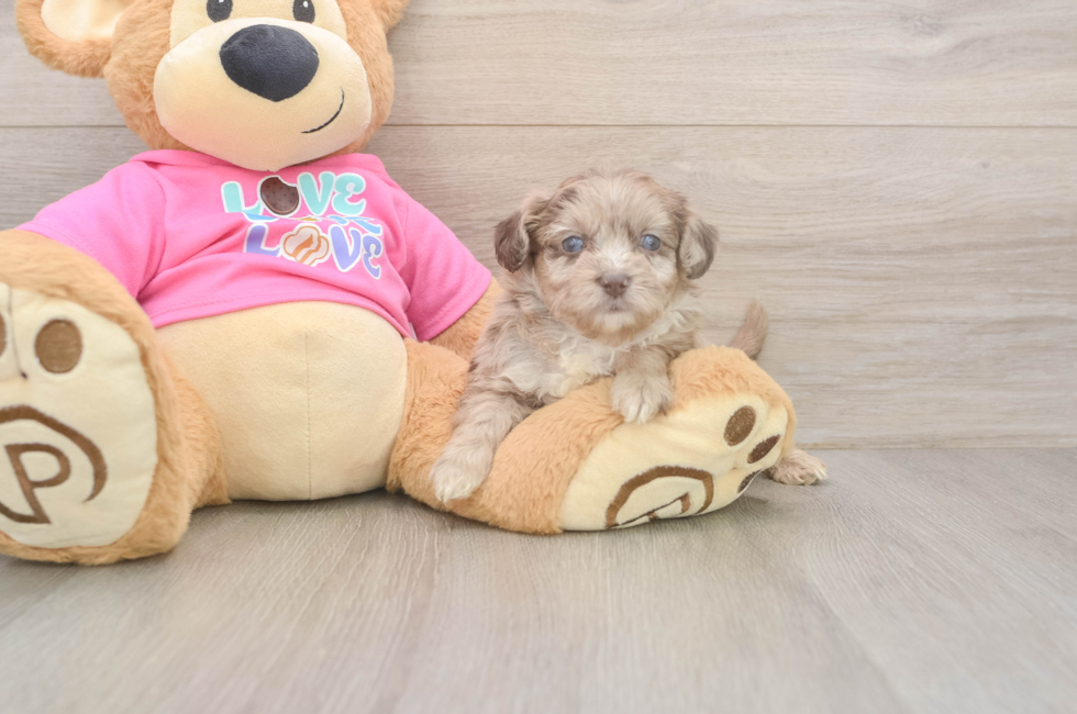 5 week old Aussiechon Puppy For Sale - Premier Pups