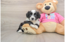 Smart Aussiechon Designer Pup