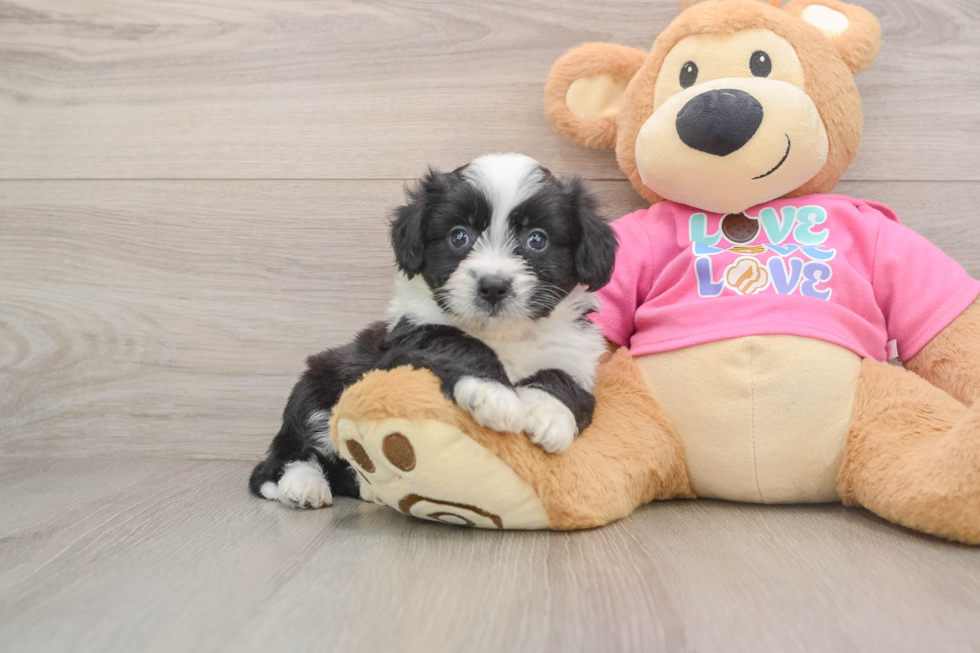 Smart Aussiechon Designer Pup