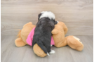 Playful Aussie Bichon Designer Puppy