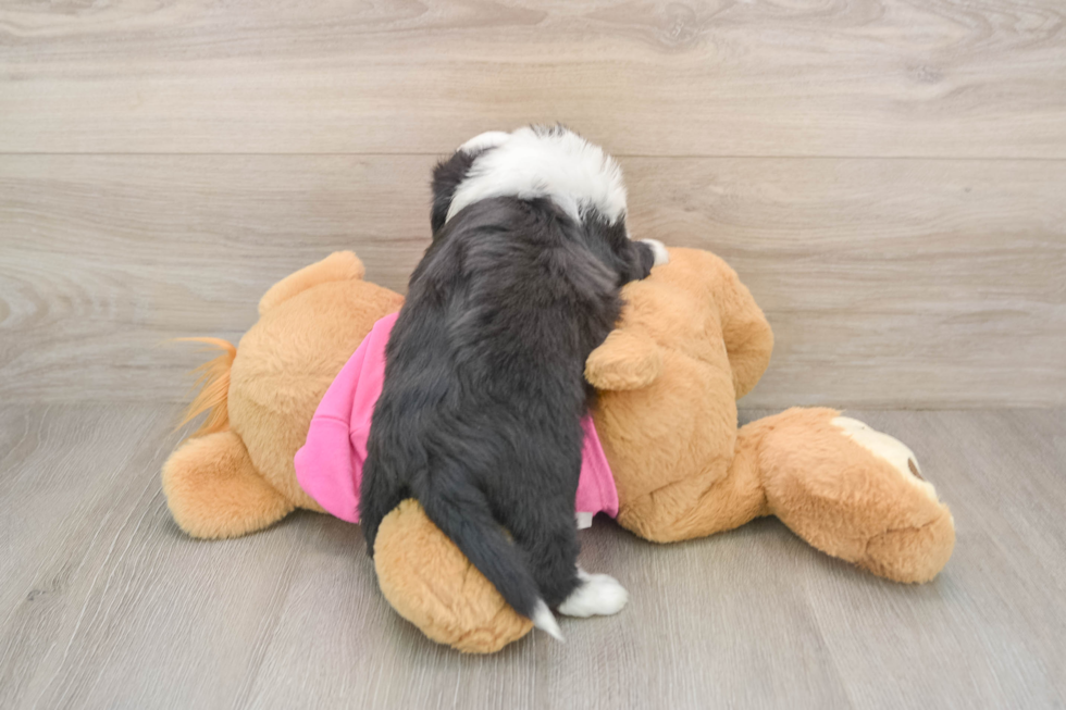 Playful Aussie Bichon Designer Puppy