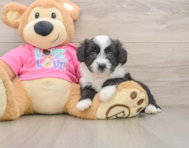 7 week old Aussiechon Puppy For Sale - Premier Pups