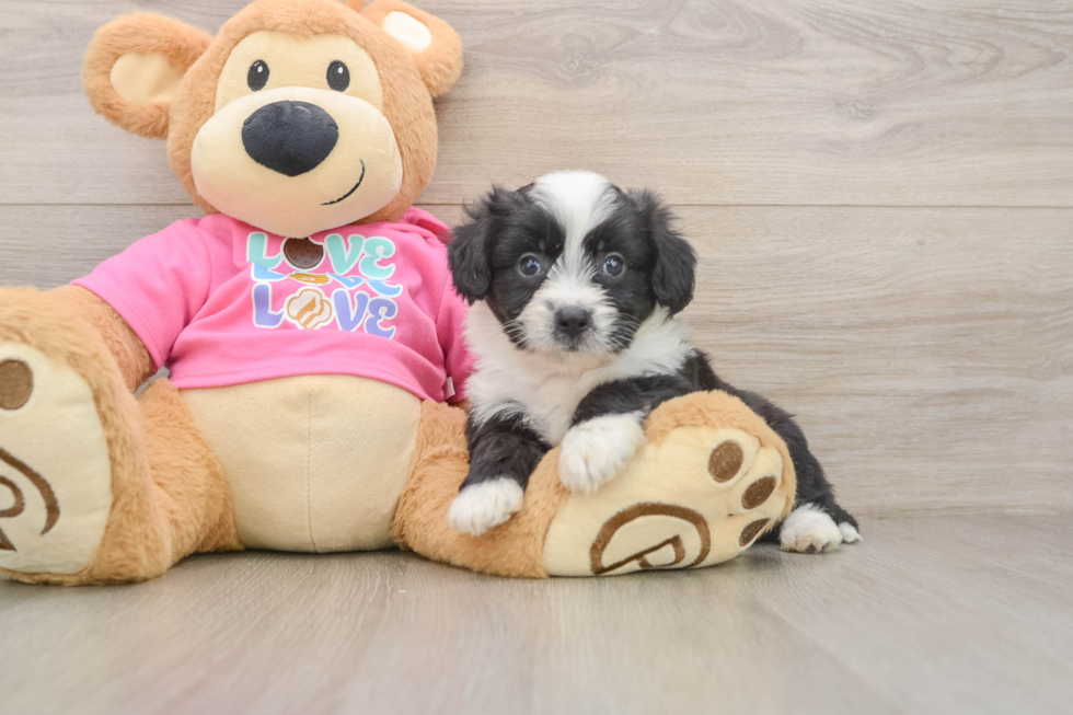 Energetic Aussie Bichon Designer Puppy
