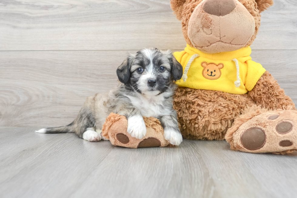 Aussiechon Puppy for Adoption