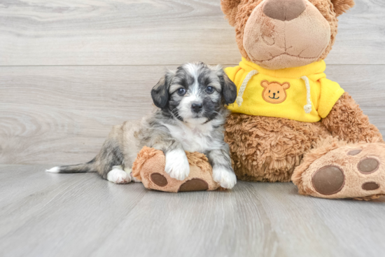 Aussiechon Puppy for Adoption