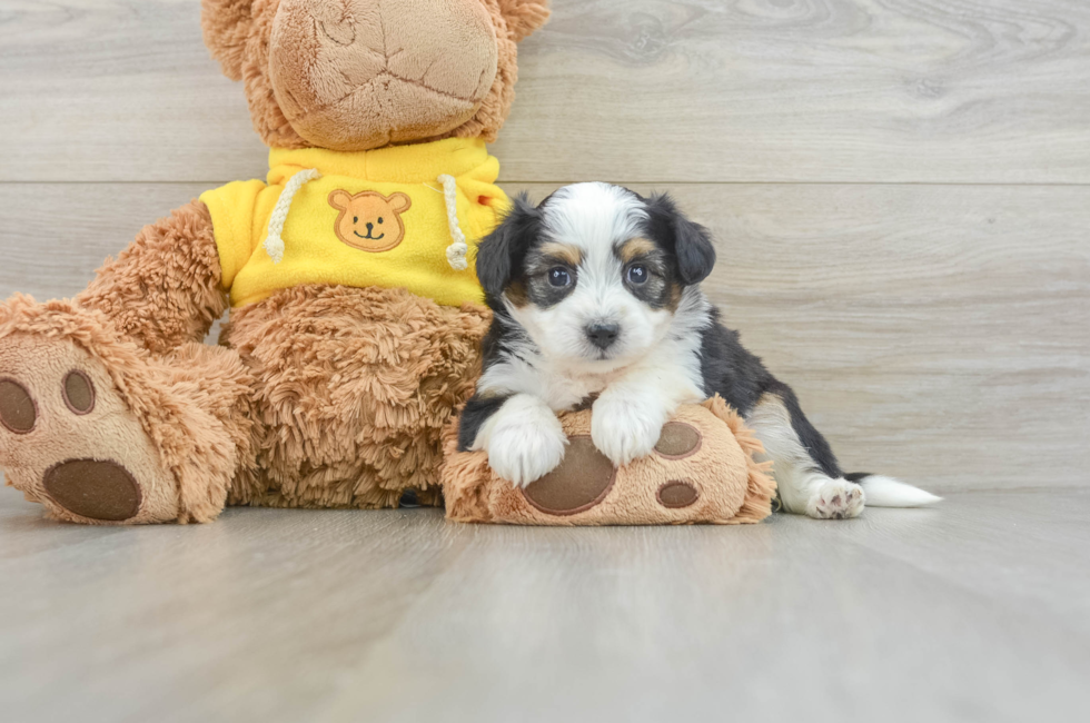 7 week old Aussiechon Puppy For Sale - Premier Pups