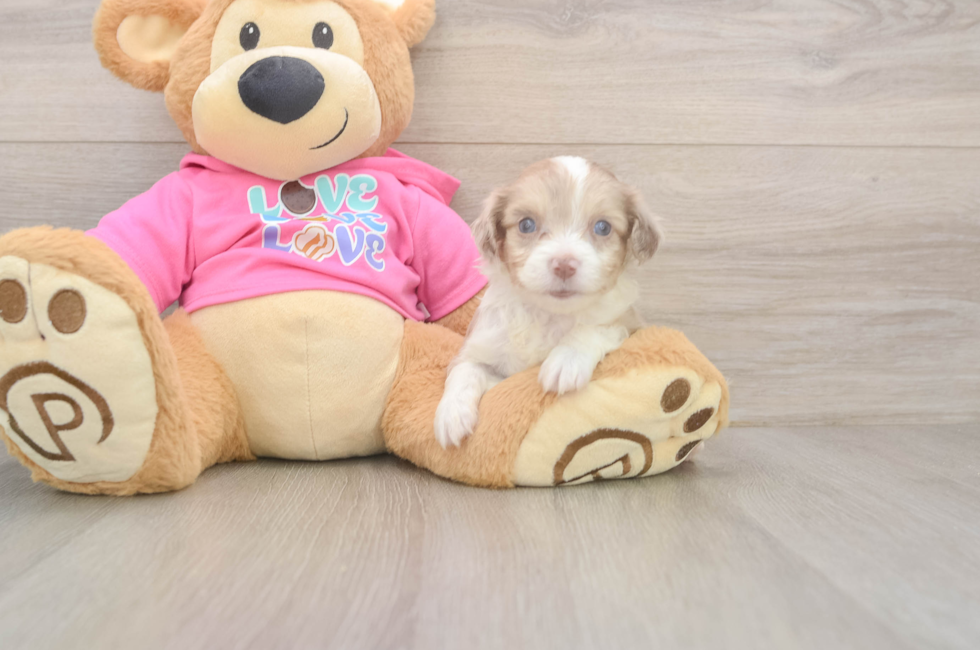 5 week old Aussiechon Puppy For Sale - Premier Pups
