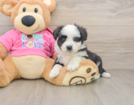 8 week old Aussiechon Puppy For Sale - Premier Pups