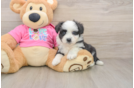 Best Aussiechon Baby