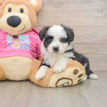 Best Aussiechon Baby
