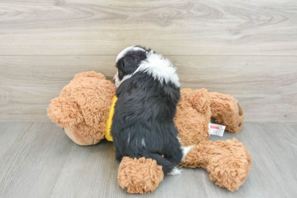 Aussiechon Pup Being Cute