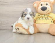 7 week old Aussiechon Puppy For Sale - Premier Pups
