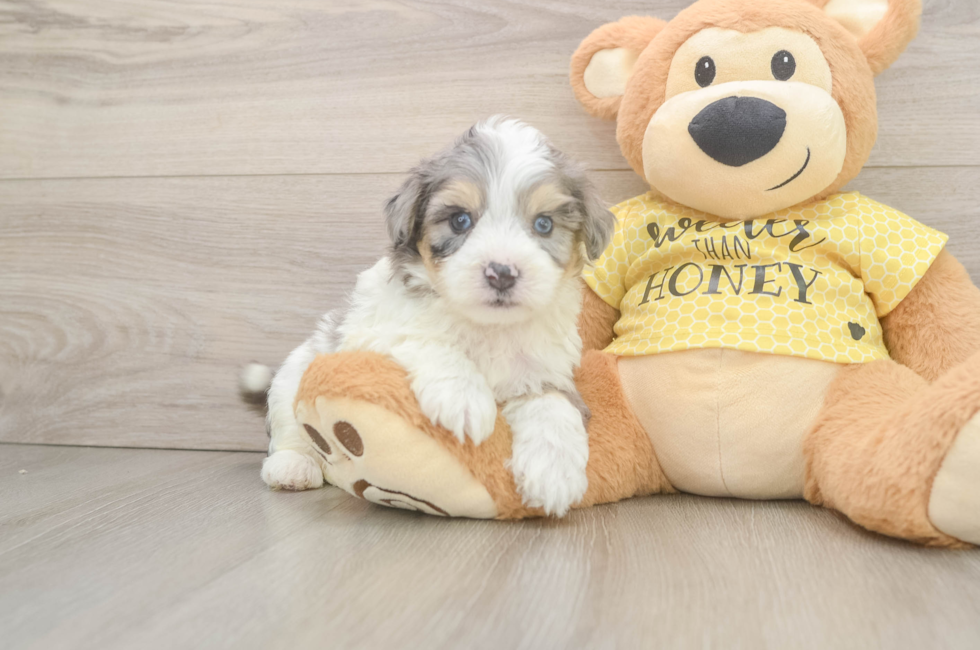 5 week old Aussiechon Puppy For Sale - Premier Pups