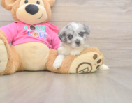 5 week old Aussiechon Puppy For Sale - Premier Pups