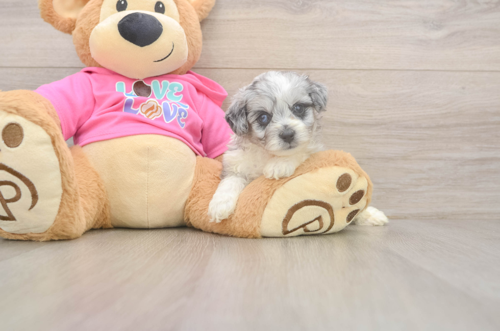 5 week old Aussiechon Puppy For Sale - Premier Pups
