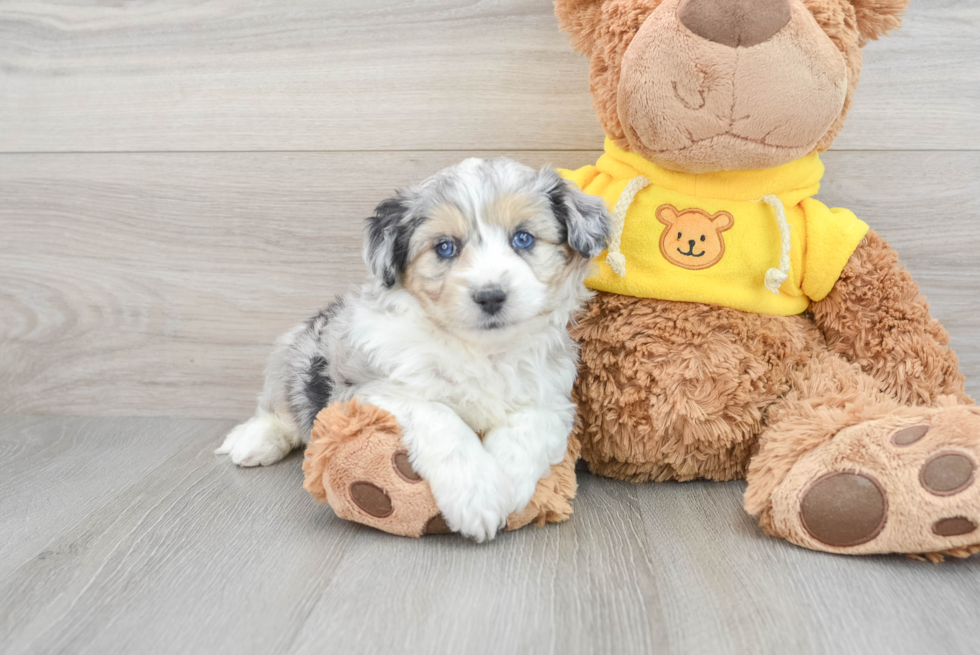 Adorable Australian Designer Puppy