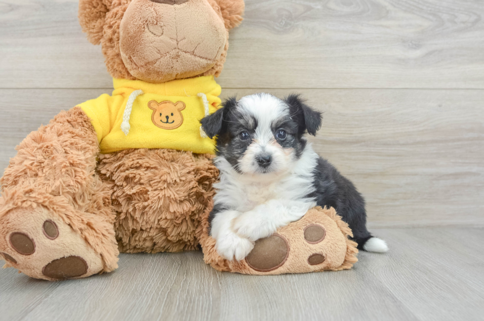 9 week old Aussiechon Puppy For Sale - Premier Pups