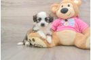 Best Aussiechon Baby