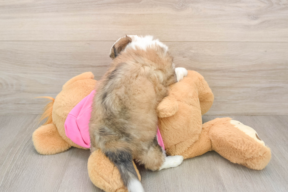 Aussiechon Pup Being Cute