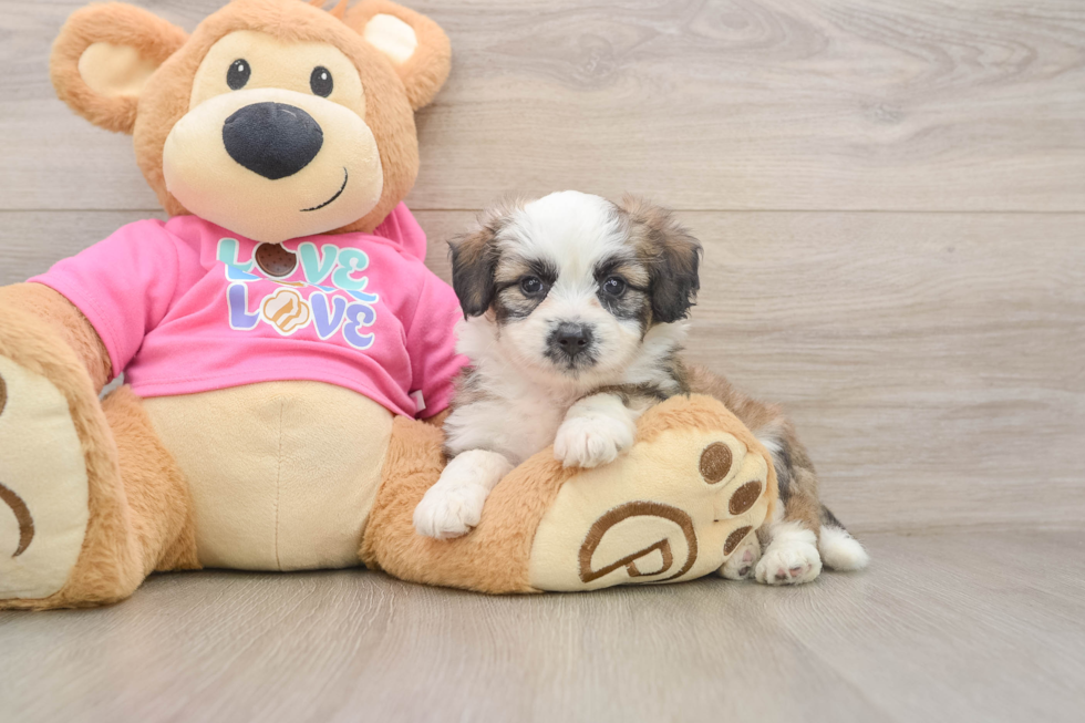 Aussiechon Pup Being Cute