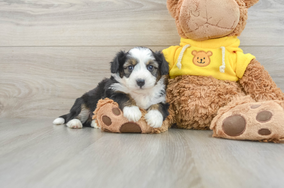 5 week old Aussiechon Puppy For Sale - Premier Pups