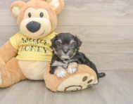 8 week old Aussiechon Puppy For Sale - Premier Pups