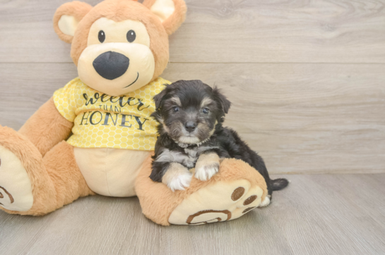 Funny Aussiechon Designer Pup