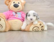 5 week old Aussiechon Puppy For Sale - Premier Pups