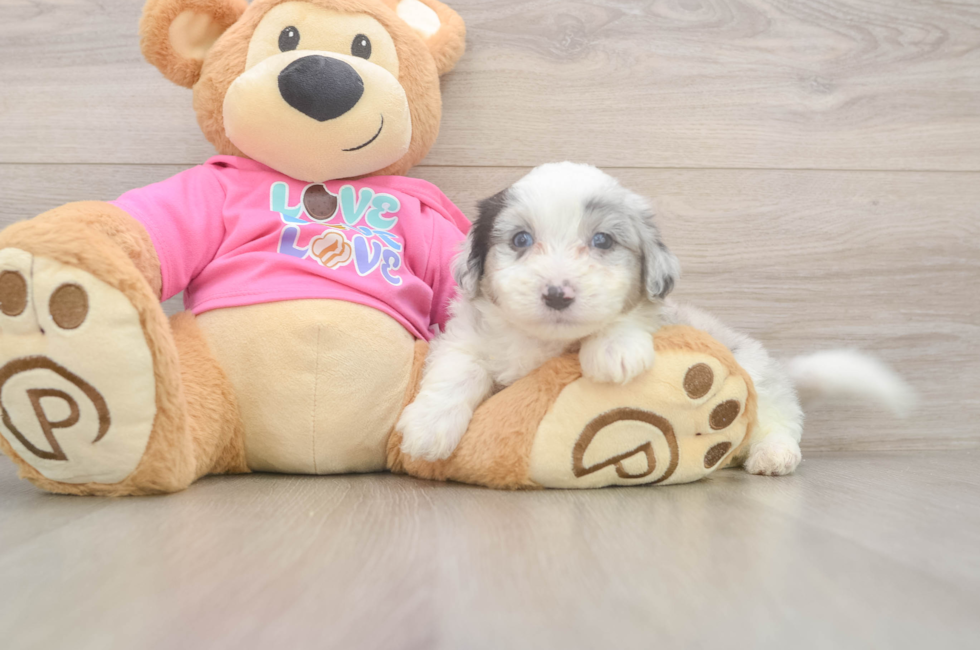 5 week old Aussiechon Puppy For Sale - Premier Pups