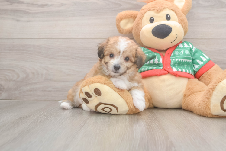 Hypoallergenic Aussie Bichon Designer Puppy