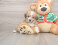 8 week old Aussiechon Puppy For Sale - Premier Pups