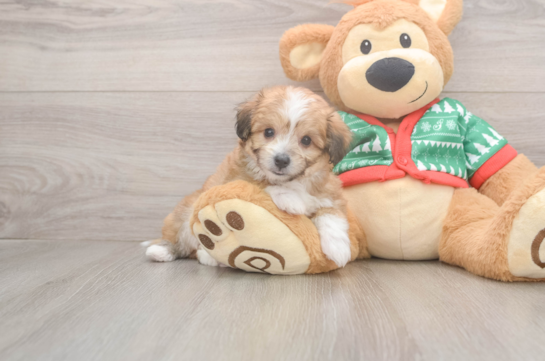 Hypoallergenic Aussie Bichon Designer Puppy