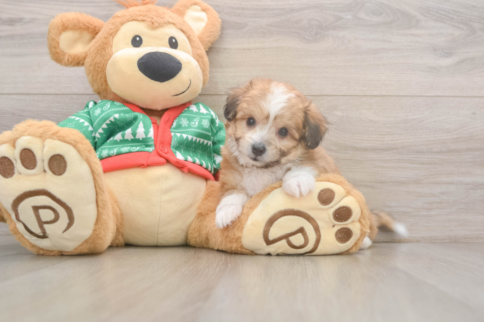 Best Aussiechon Baby