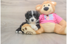 Petite Aussiechon Designer Pup