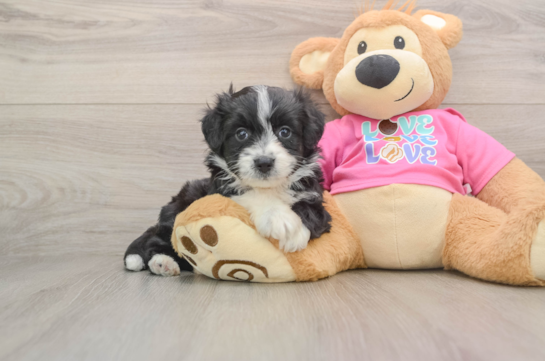 Petite Aussiechon Designer Pup