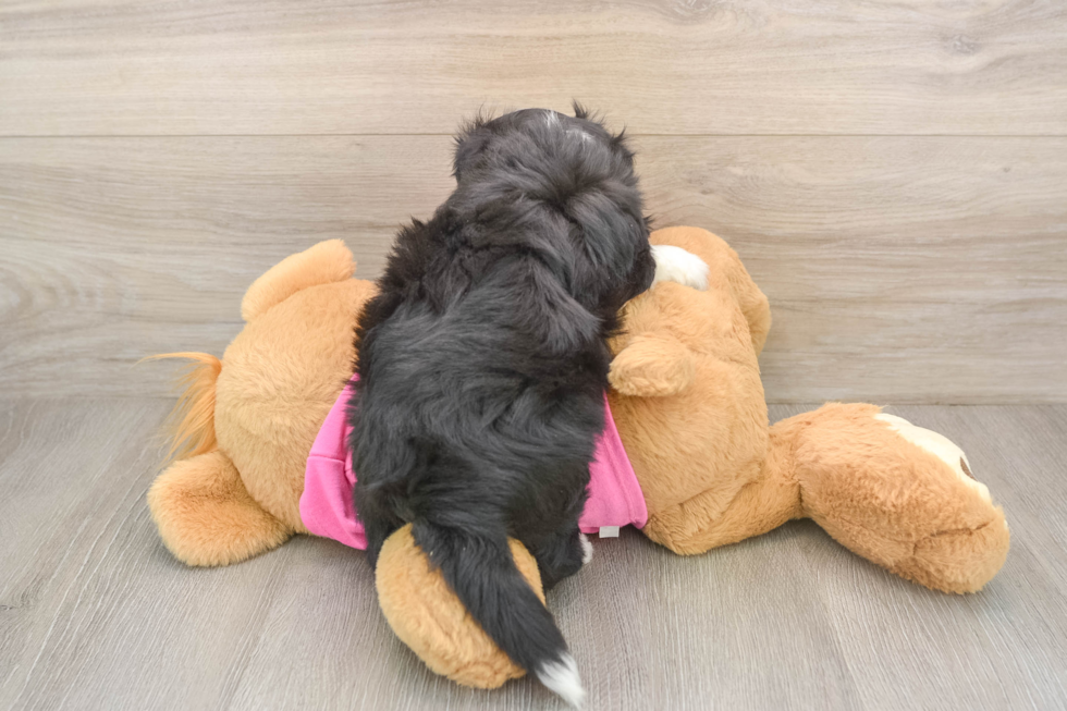 Aussiechon Pup Being Cute