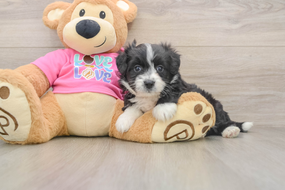 Aussiechon Pup Being Cute