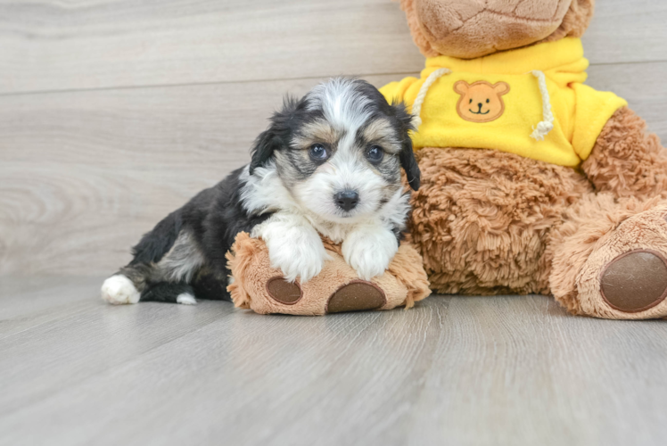 Energetic Australian Designer Puppy