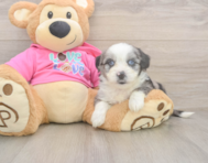 6 week old Aussiechon Puppy For Sale - Premier Pups