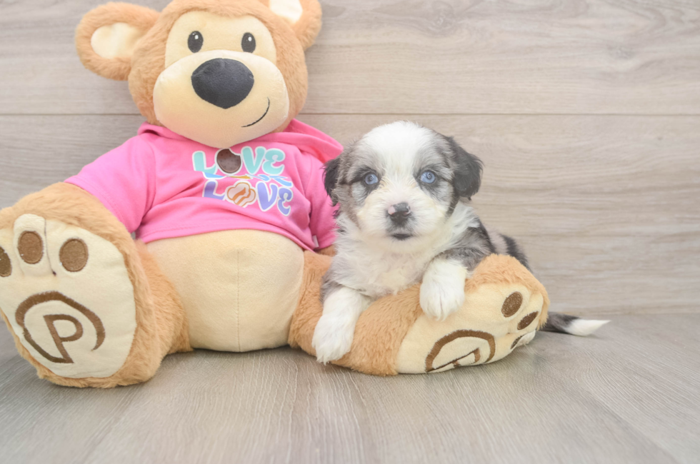 5 week old Aussiechon Puppy For Sale - Premier Pups