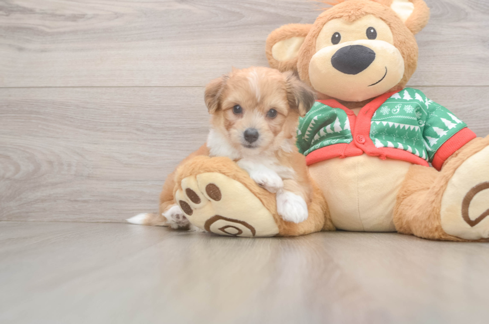5 week old Aussiechon Puppy For Sale - Premier Pups